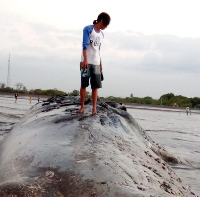Bangkai Paus Panjang 20 Meter Terdampar di Bibir Pantai Perairan Situbondo jadi Tontonan Warga 