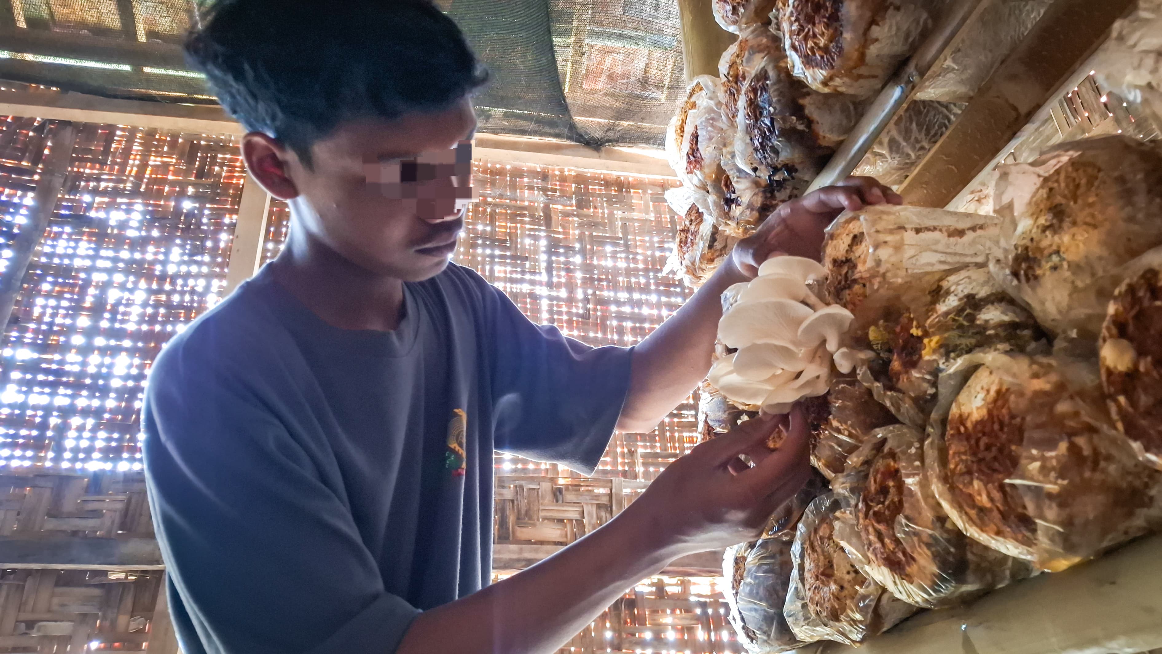 Warga Binaan Lapas Kediri Panen Jamur Tiram