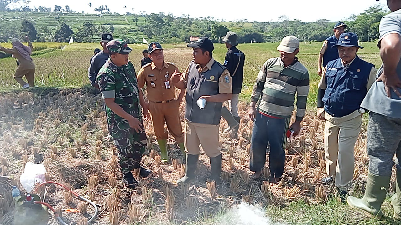 Pembasmian Hama Tikus di Desa Tanggung: Upaya Bersama untuk Menjaga Produktivitas Pertanian