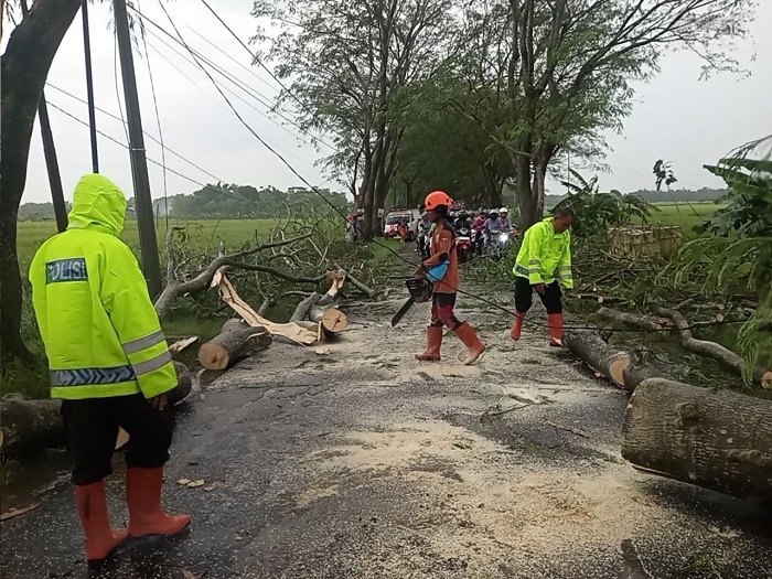 Polsek Geneng Sigap Evakuasi Pohon Tumbang, Arus Lalu Lintas di Ngawi Kembali Lancar