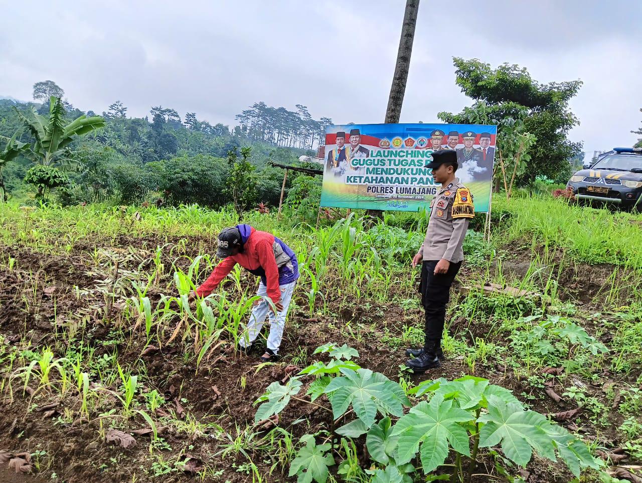 Polsek Senduro Pantau Langsung Pertumbuhan Jagung, Dukung Swasembada Pangan