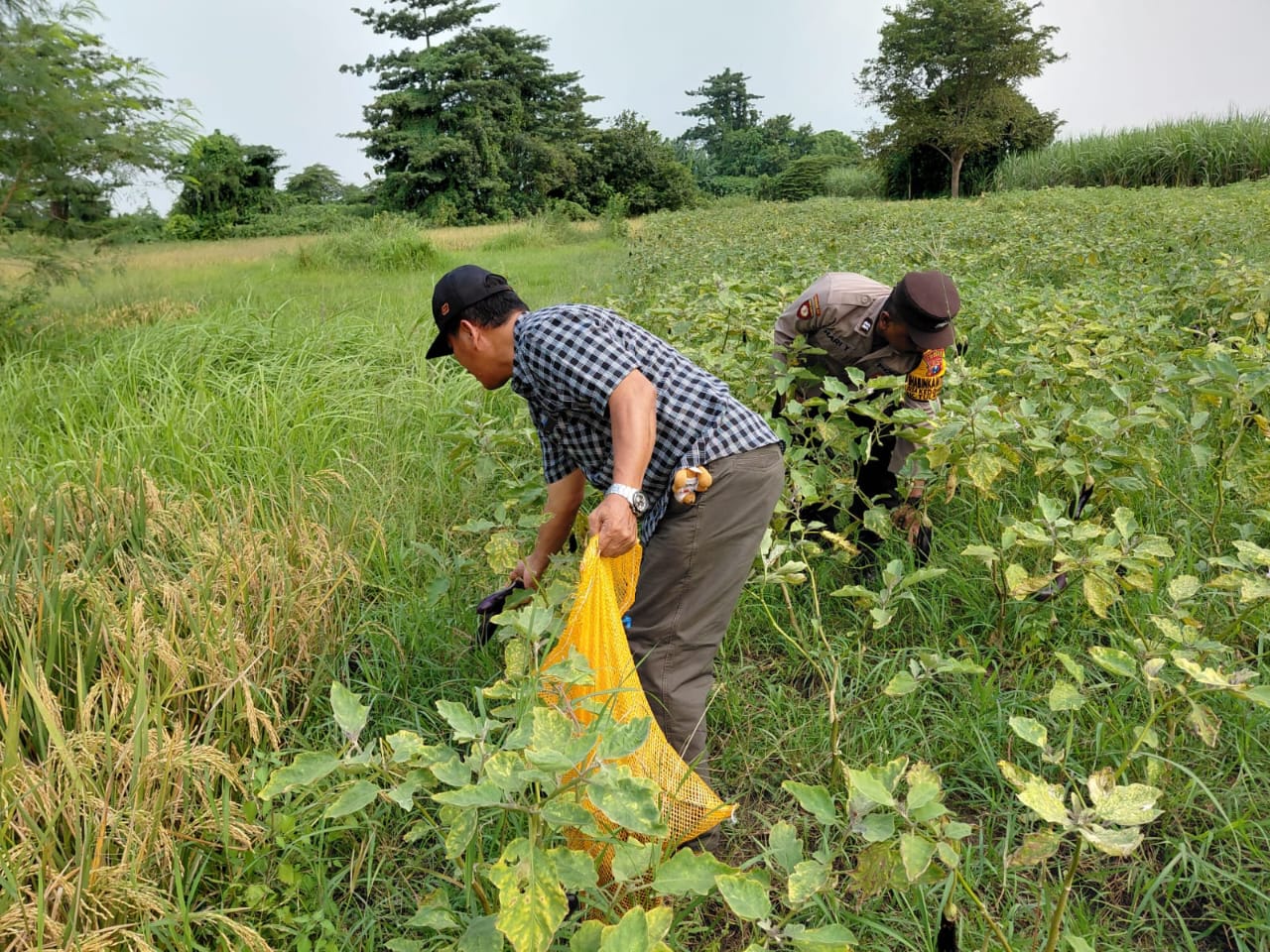 Wujud Polisi Cinta Petani, Tinjau Lahan Terong untuk Ketahanan Pangan Bergizi di Desa Kedondong Tulangan