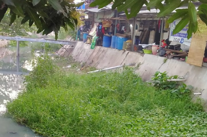 Kali Kebonsari Jadi Sarang Nyamuk Akibat Gulma Liar