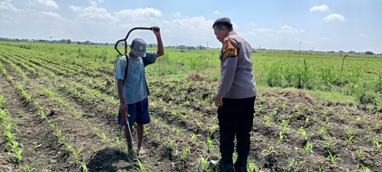 Polsek Tarik Dampingi Petani Masifkan Gerakan Ketahanan Pangan