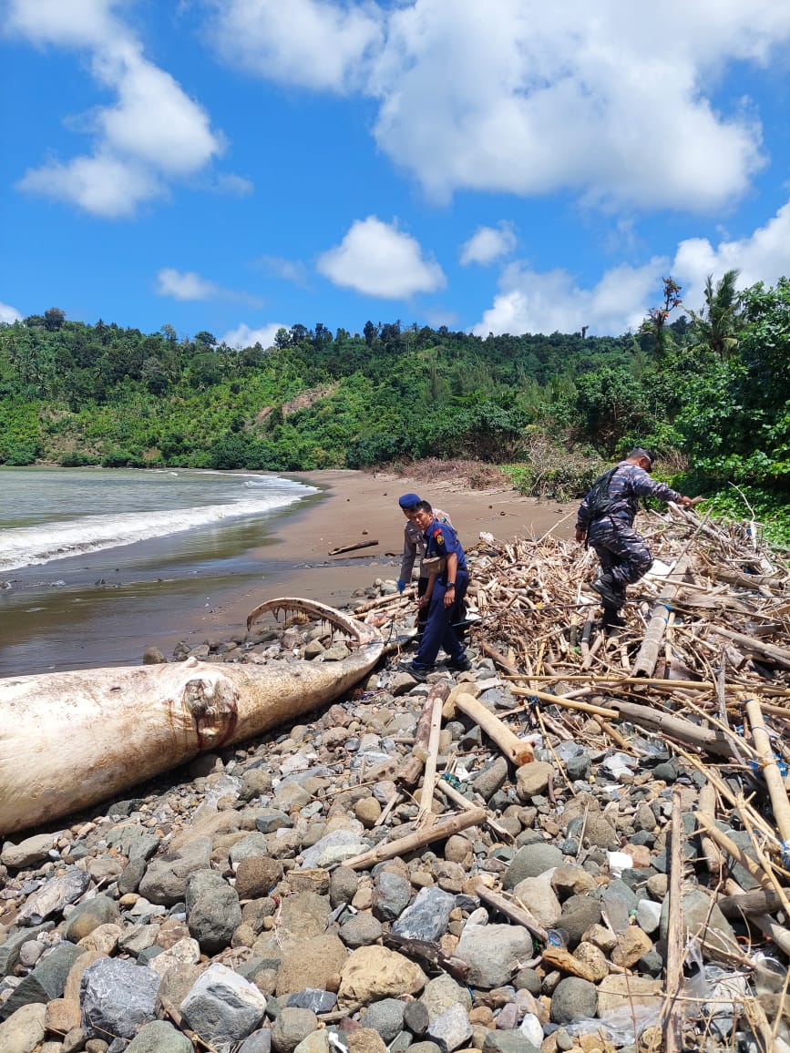 Bangkai Paus Balin 7 Meter di Pantai Tulungagung Sulit Dievakuasi, Dibiarkan Terurai Alami