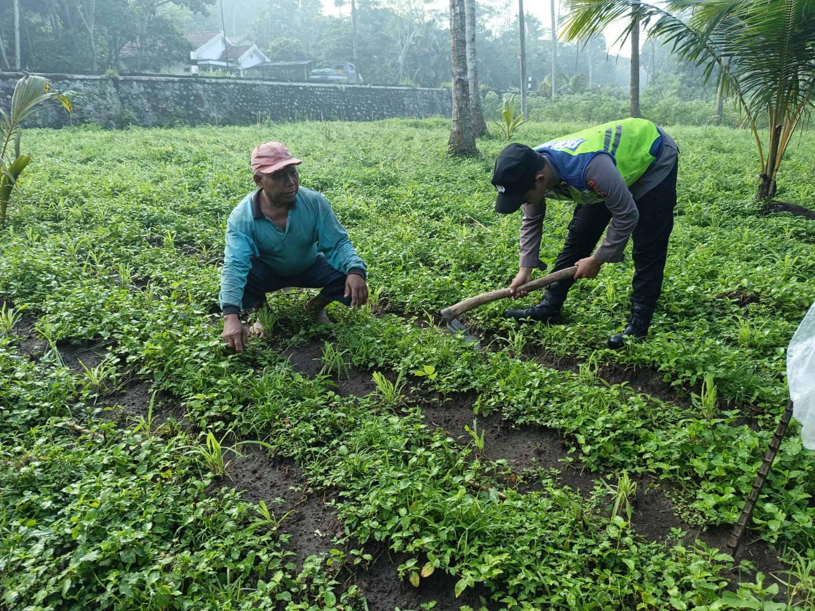Polsek Ranuyoso Kawal Ketahanan Pangan, Cek Langsung Petani Jagung di Desa Wonoayu