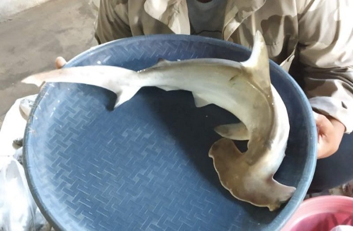 Perdagangan Hiu di Bawean Gresik Disorot ABI, Pemerintah Diminta Tingkatkan Sosialisasi