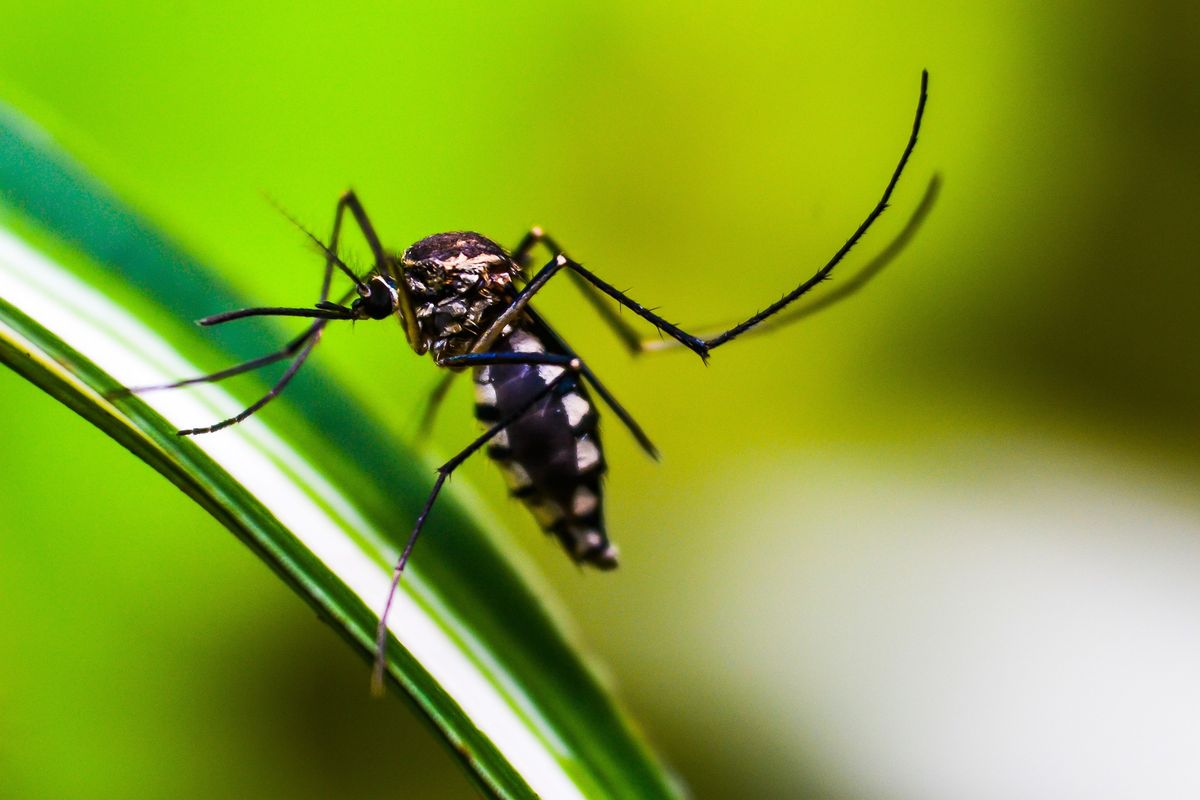 Inilah 7 Tanaman Pengusir Nyamuk yang Aman Digunakan