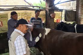 Disnak Jombang Vaksinasi Massal, Siapkan 18 Ribu Dosis Vaksin PMK