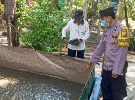 Bhabinkamtibmas Polsek Rungkut Sukses Kembangkan Budidaya Lele, Dukung Ketahanan Pangan