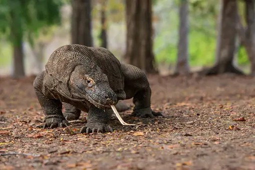 Unik! Inilah 5 Fakta Menarik Tentang Hewan Endemik Indonesia yang Tidak Ada di Negara Lain