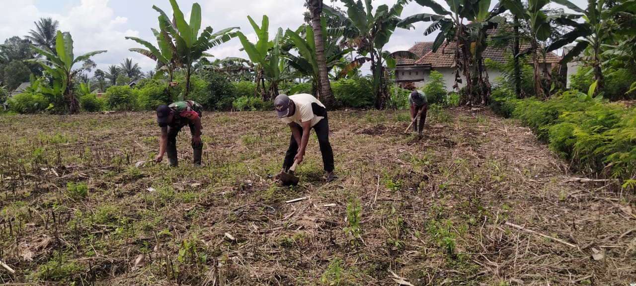 Babinsa Sumbermujur Siap Mendukung Produktivitas Pertanian Melalui Pendampingan Penyiapan Lahan Jagung