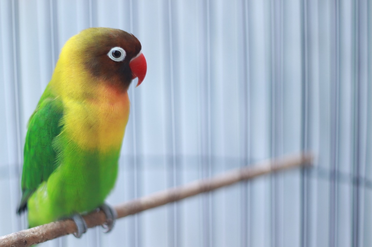 Kajian Mendalam: Hubungan Antara Burung Lovebird dan Keseimbangan Lingkungan