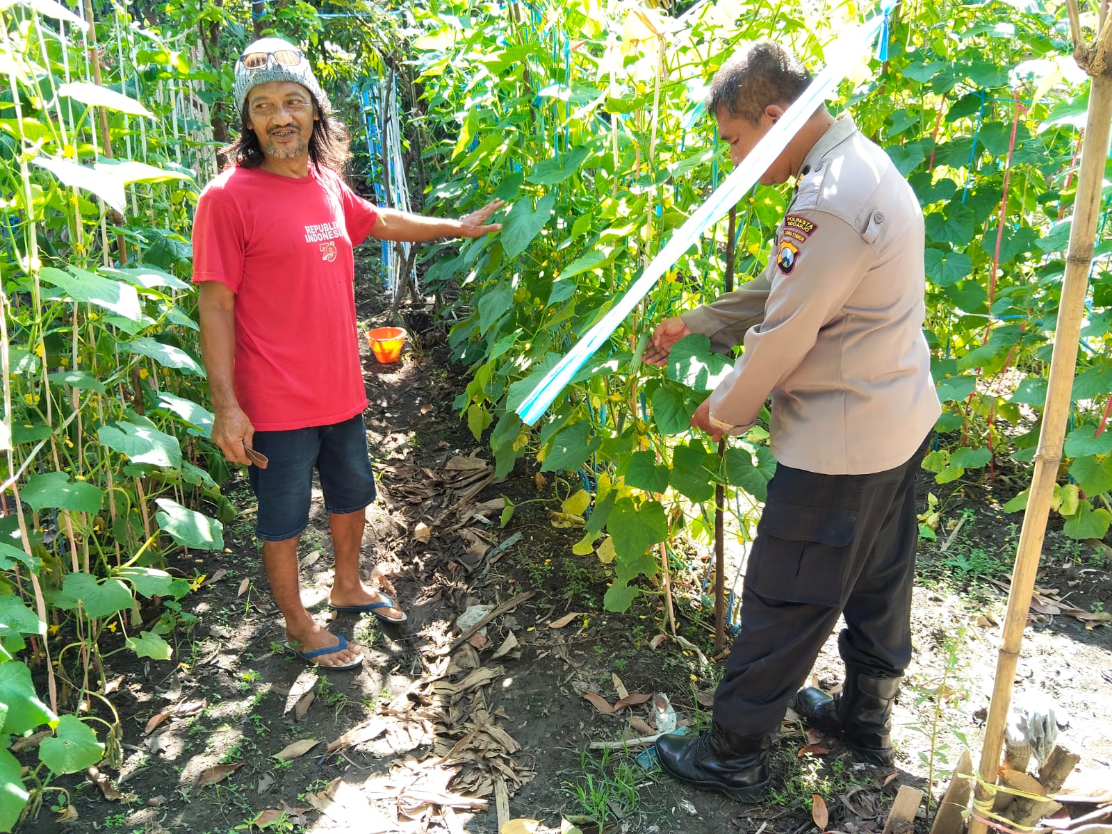 Polsek Porong Optimalisasi Ketahanan Pangan Lewat Program P2B di Desa Wunut