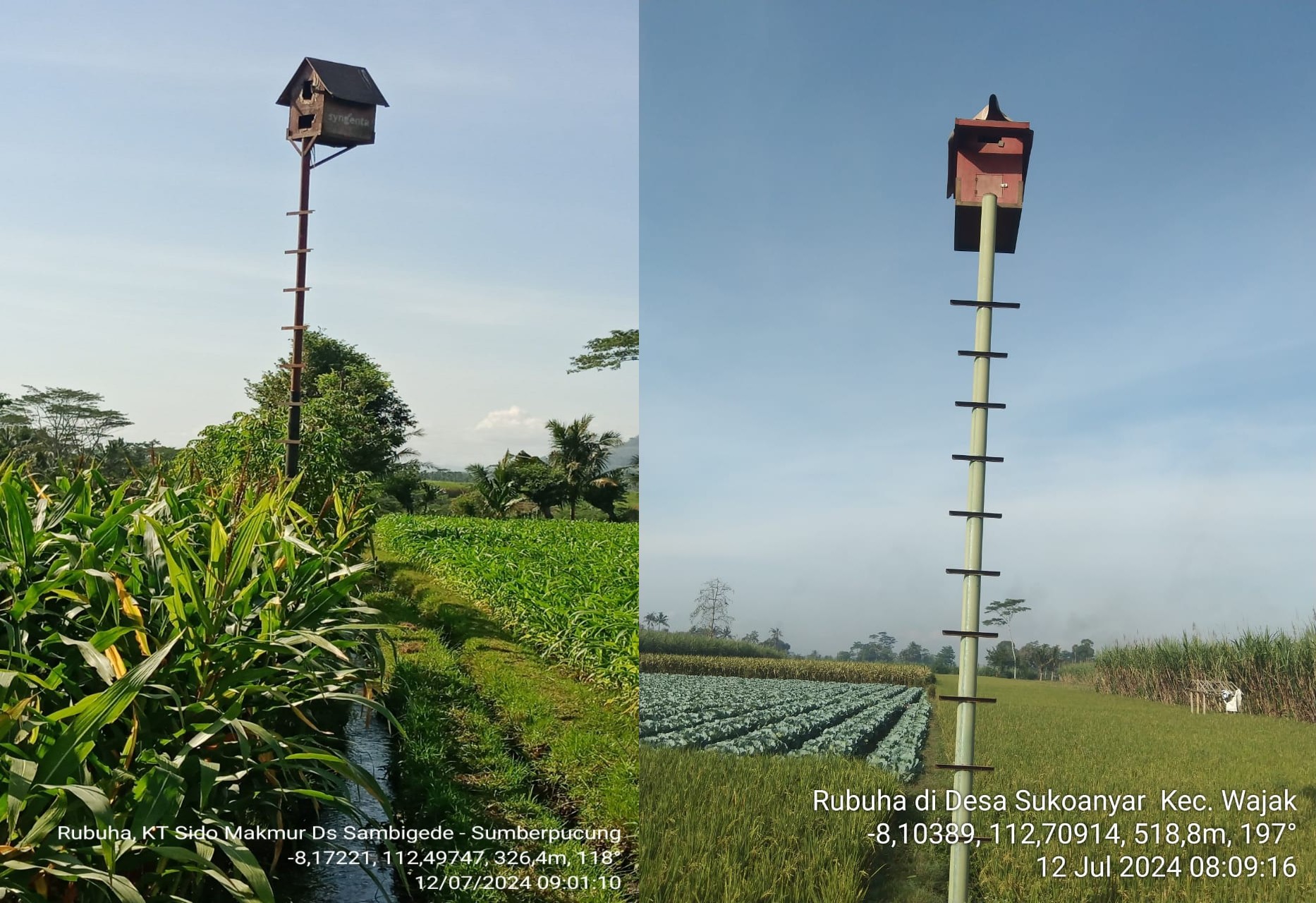 Kendalikan Serangan Hama Tikus, Pemkab Malang Dirikan Pagupon Burung Hantu di 17 Kecamatan