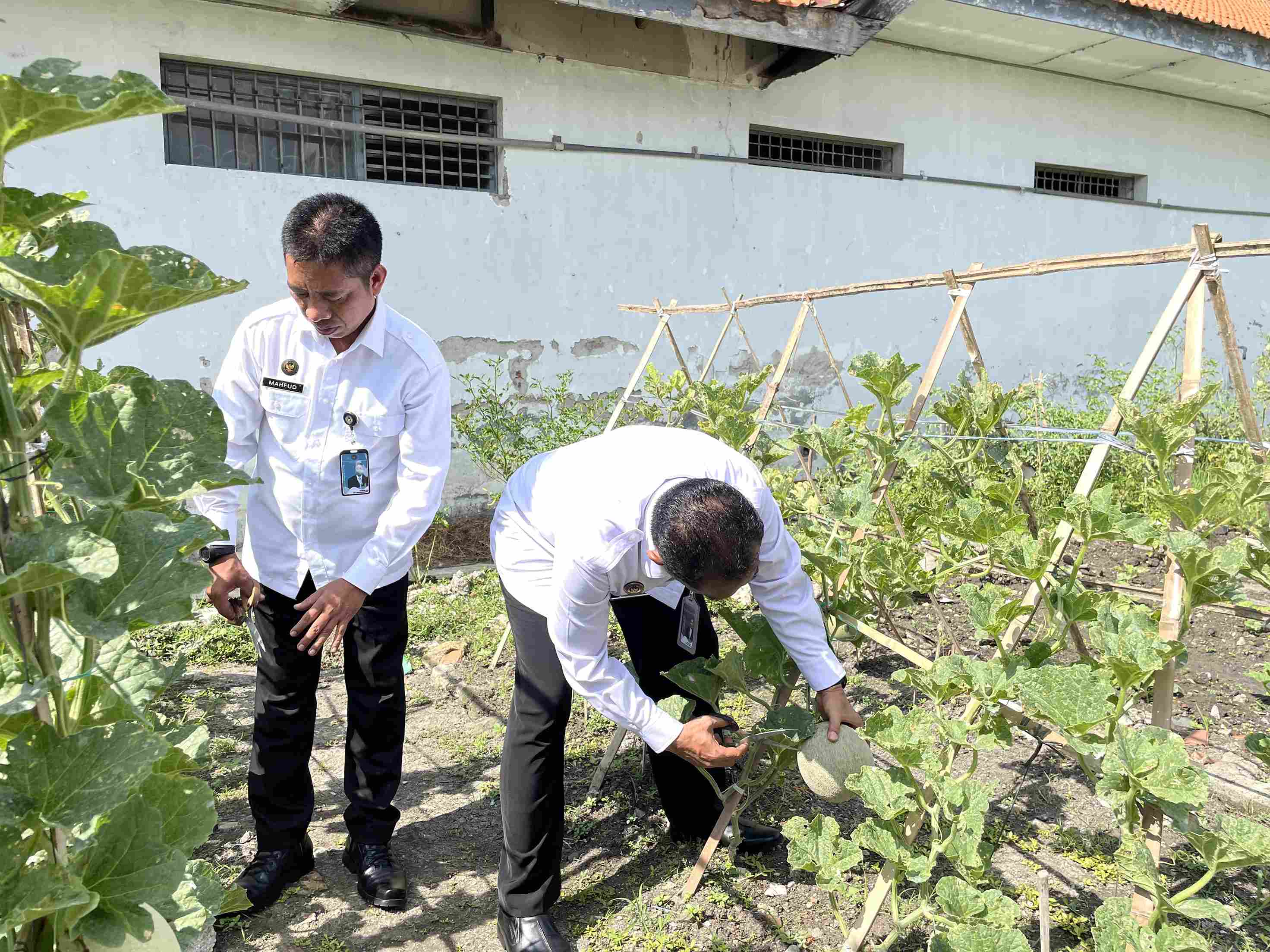 Lapas Lamongan Panen Melon Perdana Dukung Program Ketahanan Pangan Nasional