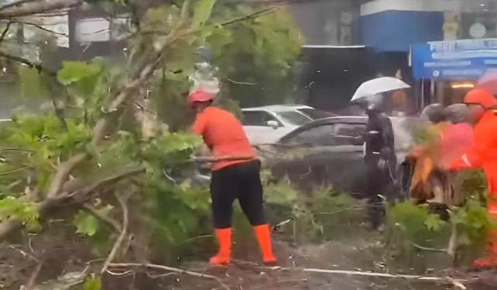 Hujan Deras dan Angin Kencang Terjang Surabaya, Pohon Tumbang di Jalan Sulawesi