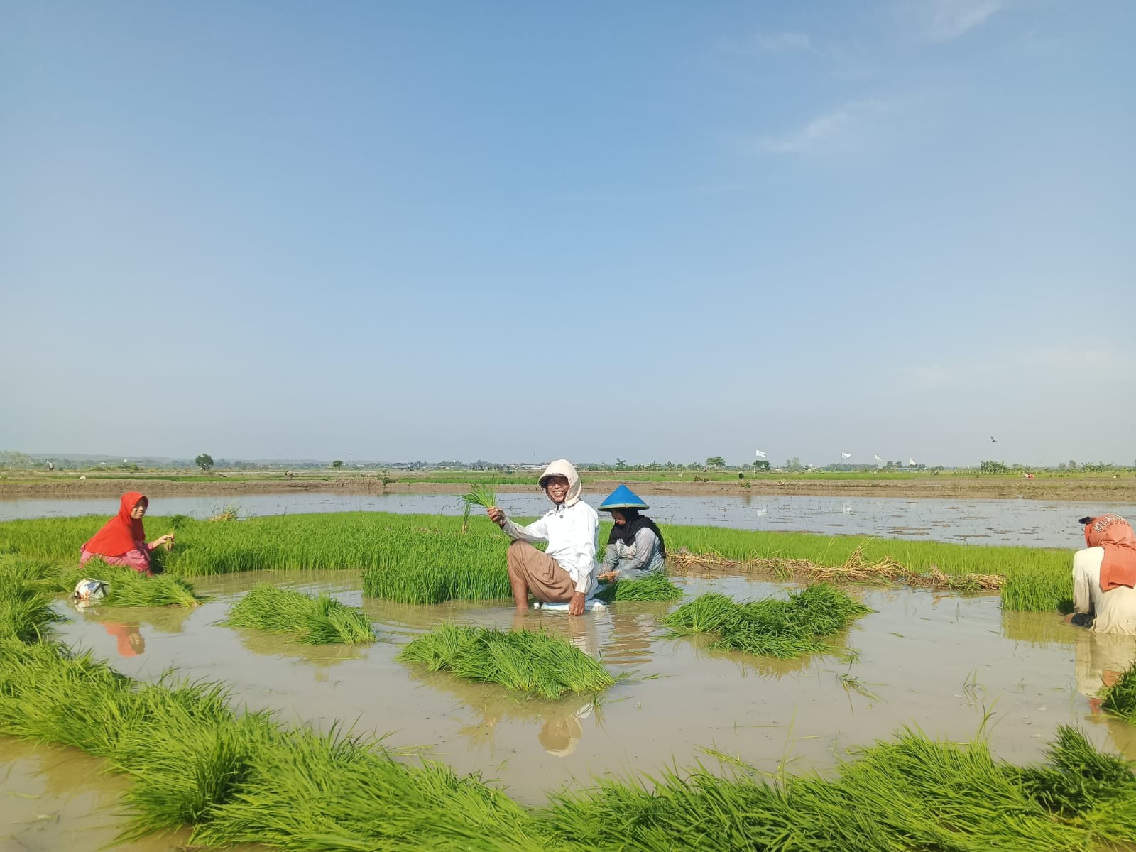 Pemkab Lamongan Dorong Petani Tanam Padi Lebih Awal, Agar Produktivitas Meningkat