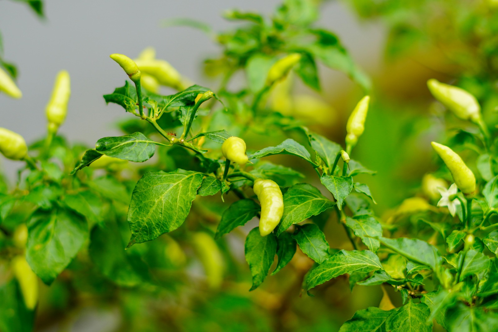 Cuma Pakai Bawang Putih, Begini Cara Mudah Membuat Pestisida Alami untuk Cabai