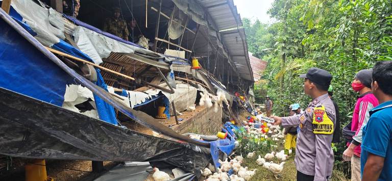 Polres Malang Dalami Unsur Kelalaian Robohnya Kandang Ayam di Wonosari