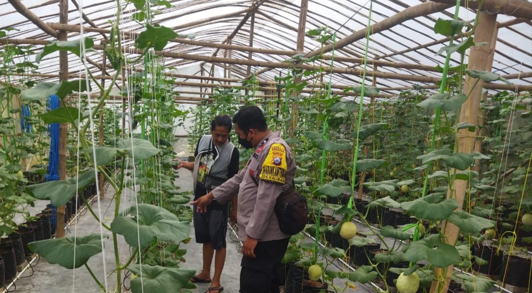 Bhabinkamtibmas Polsek Bojonegoro Kota Dukung Ketahanan Pangan Nasional, Sambang Green House Pemdes Kauman