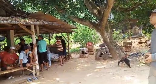 Polsek Ujungpangkah Gerebek Judi Sabung Ayam, 17 Orang Diamankan