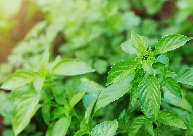 3 Manfaat Daun Kemangi untuk Kesehatan Tubuh