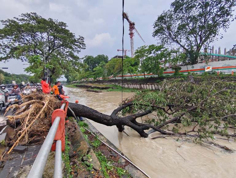 Hujan Angin Tumbangkan Pohon Trembesi Raksasa di Gunungsari Surabaya