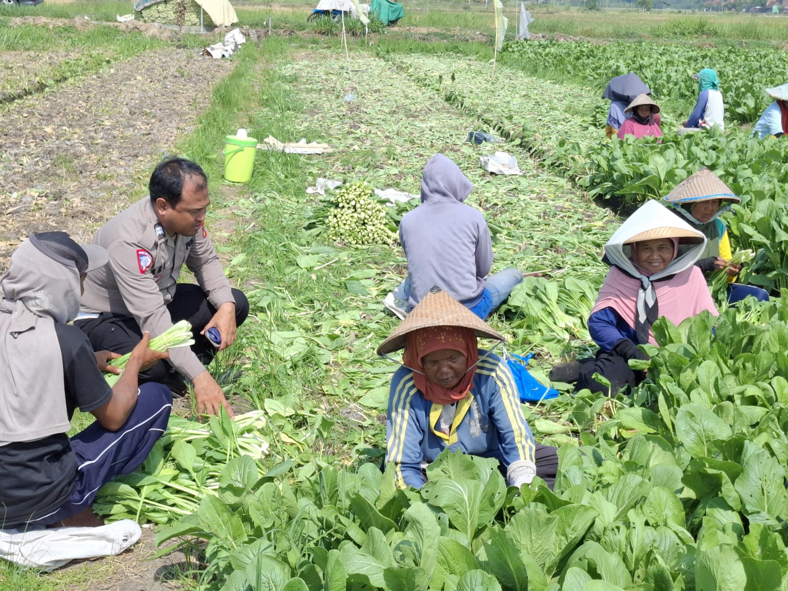 Warga Becirongengor Manfaatkan Lahan Kosong untuk Ketahanan Pangan