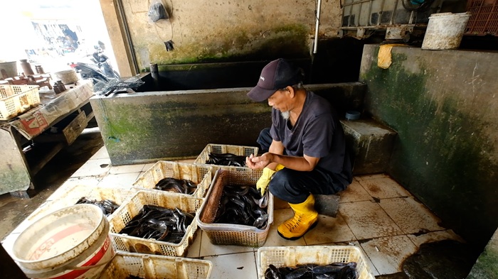 Program MBG Presiden Prabowo Bikin Pembudidaya Ikan Karanganyar Semangat Karena Pasti Laku