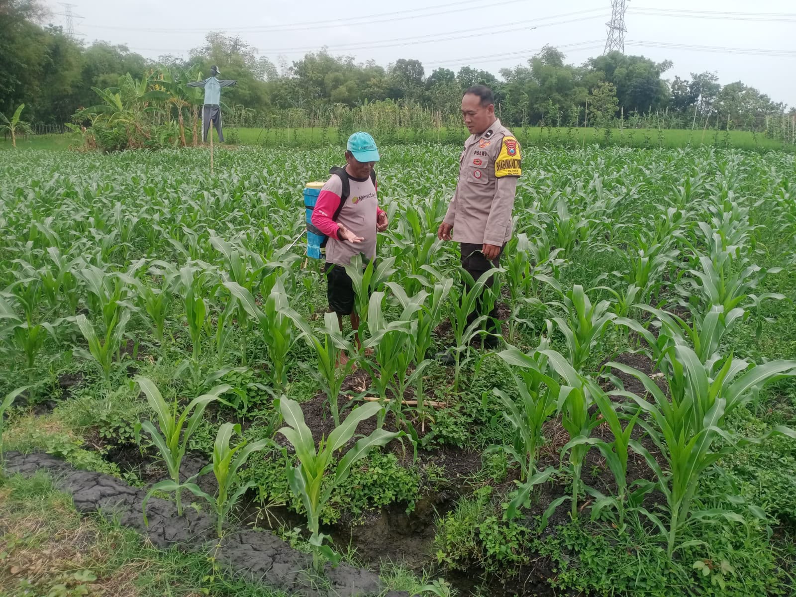 Bhabinkamtibmas Paron Monitoring Jagung Manis, Dukung Ketahanan Pangan Warga