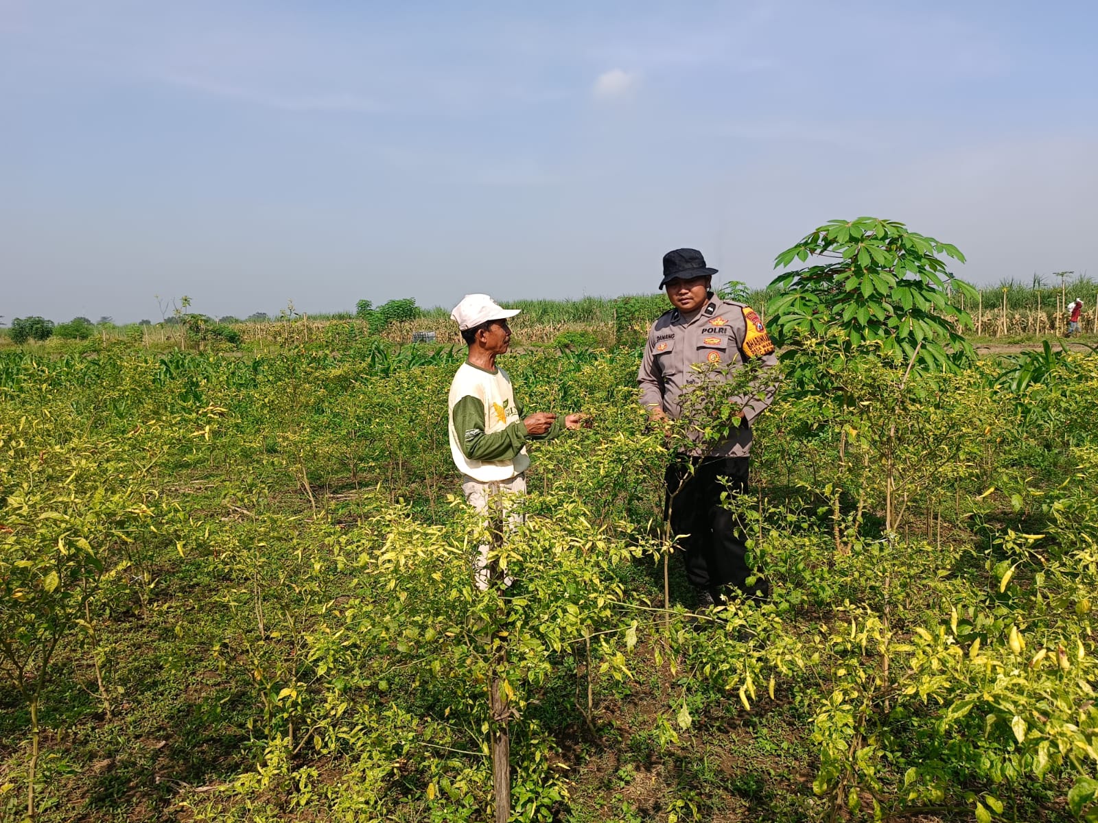 Pak Bhabin Waruberon Balongbendo Patroli Sambang Lahan Ketahanan Pangan P2B