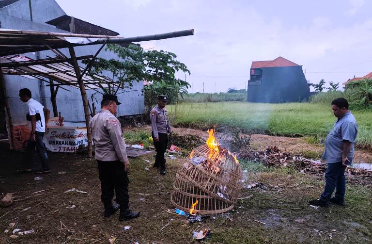 Aduan Warga soal Sabung Ayam di Kepadangan, Polsek Tulangan Bongkar Arena