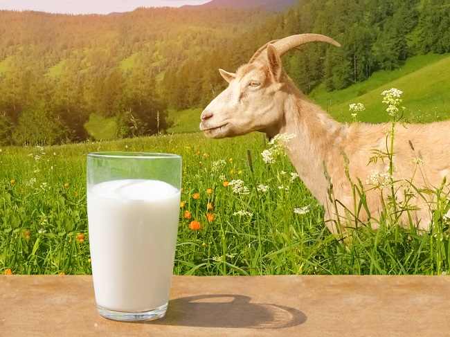 6 Manfaat Susu Kambing Etawa yang Perlu Diketahui