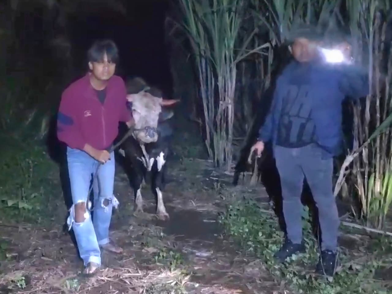 Pencurian Sapi di Nguling Gagal, Dua Pelaku Kabur ke Kebun Tebu