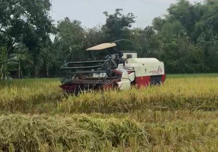 Capaian Serapan Gabah Bulog Madiun Hampir Tembus Target
