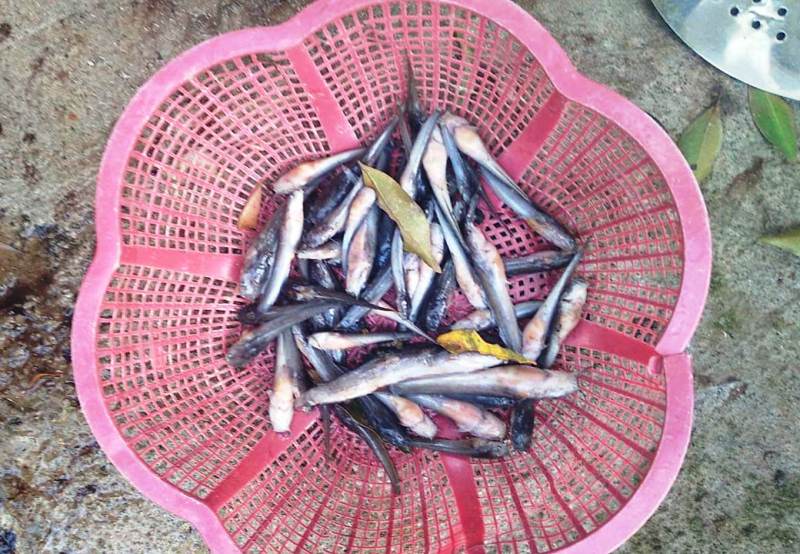 Ribuan Ikan Lele Mati Mendadak di Pasuruan