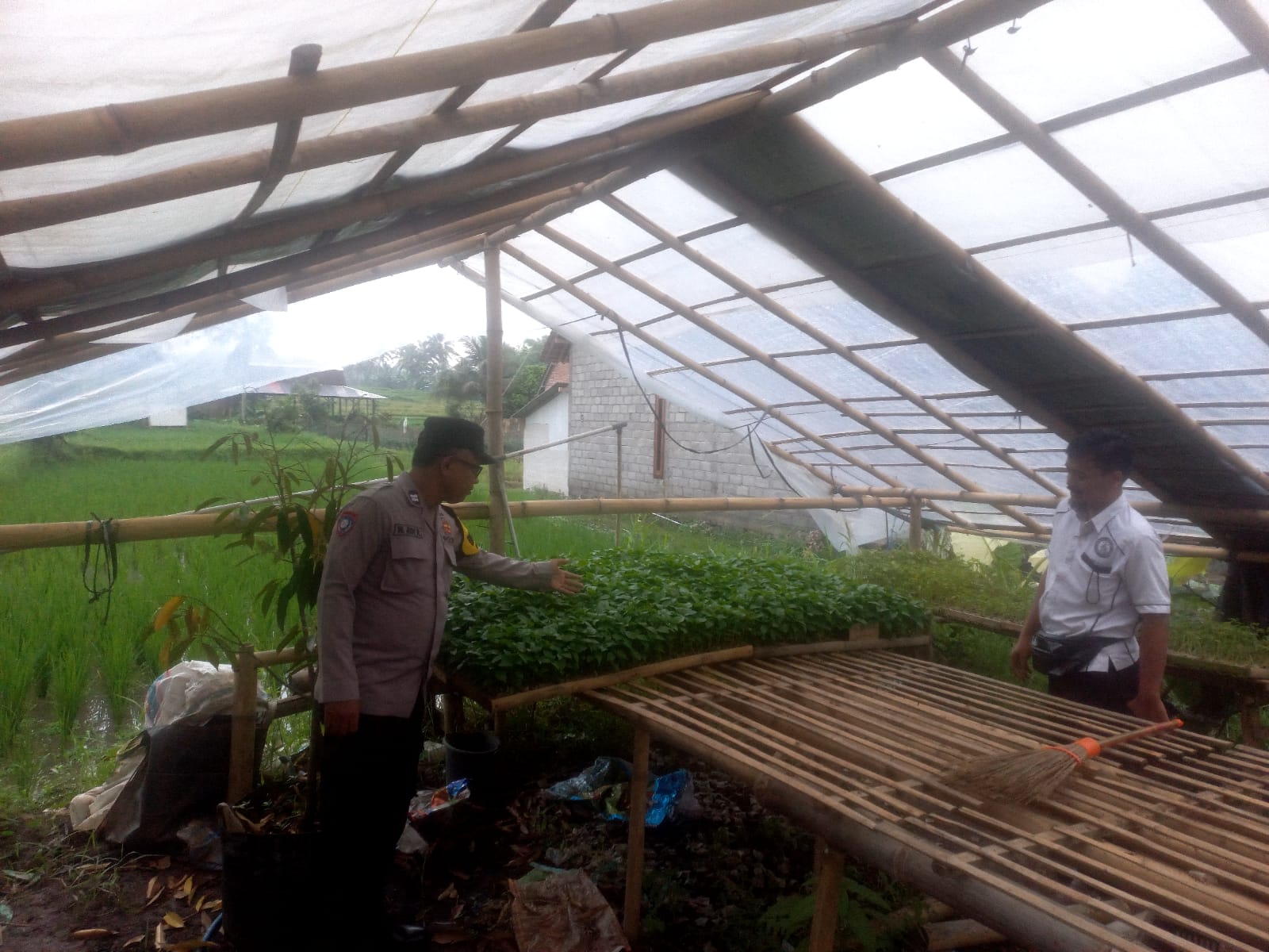 Pemanfaatan Pekarangan, Bhabinkamtibmas Polresta Banyuwangi Dampingi Warga Budidaya Pembibitan Cabai