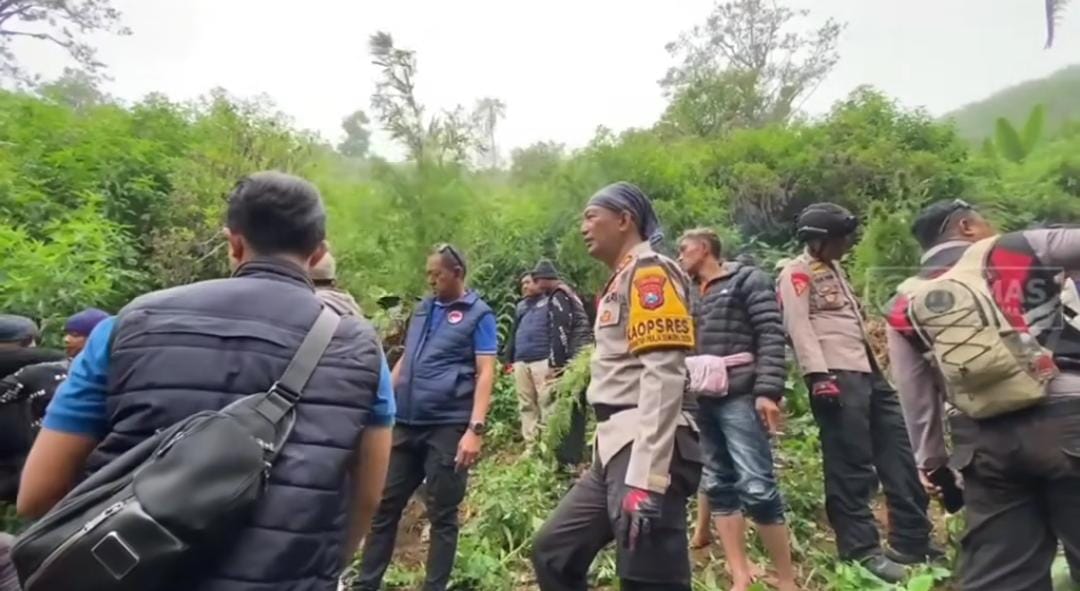 Bongkar Ladang Ganja Seluas 1,5 Hektare, Polisi Tetapkan 4 Petani Jadi Tersangka