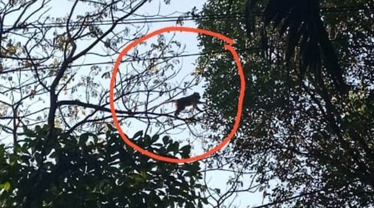 Monyet Liar Bahayakan Pengunjung Plaza Lamongan, Hingga Kini Masih Berkeliaran