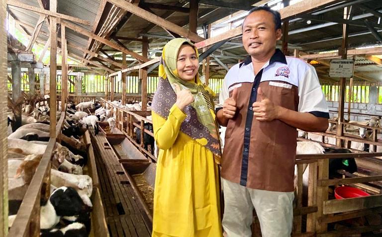 Peternak Domba Malang Sukses Berkat Modal Tanpa Jaminan, Dukungan bank bjb Jadi Titik Balik
