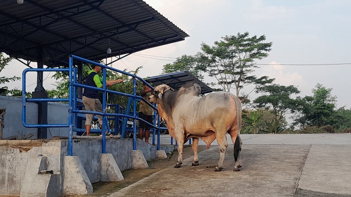 Sapi Jumbo dari Ngawi bakal Jadi Hewan Kurban Presiden Prabowo