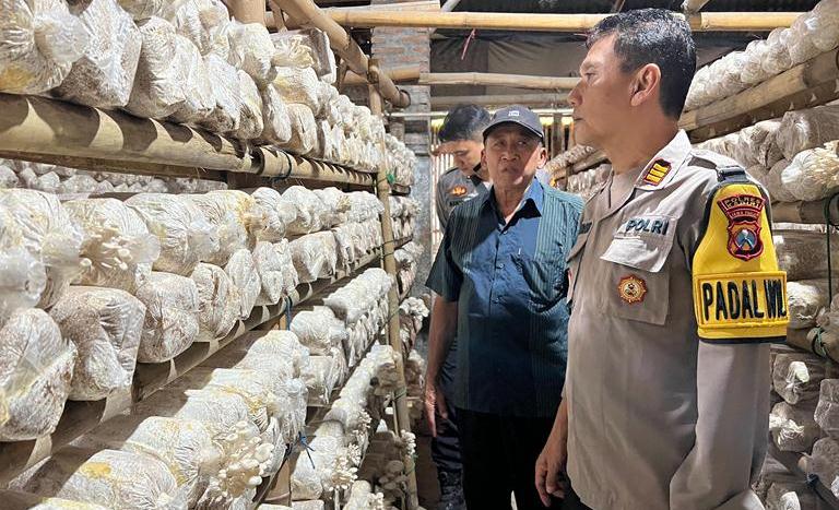 Polsek Kepung Gandeng Warga Budidayakan Jamur Tiram, Wujudkan Ketahanan Pangan Lokal