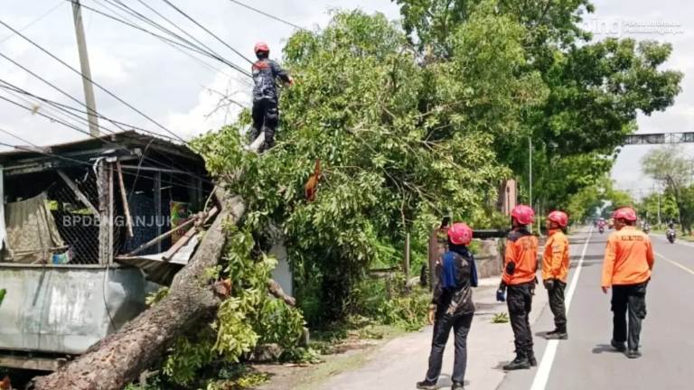 BPBD Nganjuk Evakuasi Cepat Pohon Tumbang di Bagor Akibat Hujan Deras