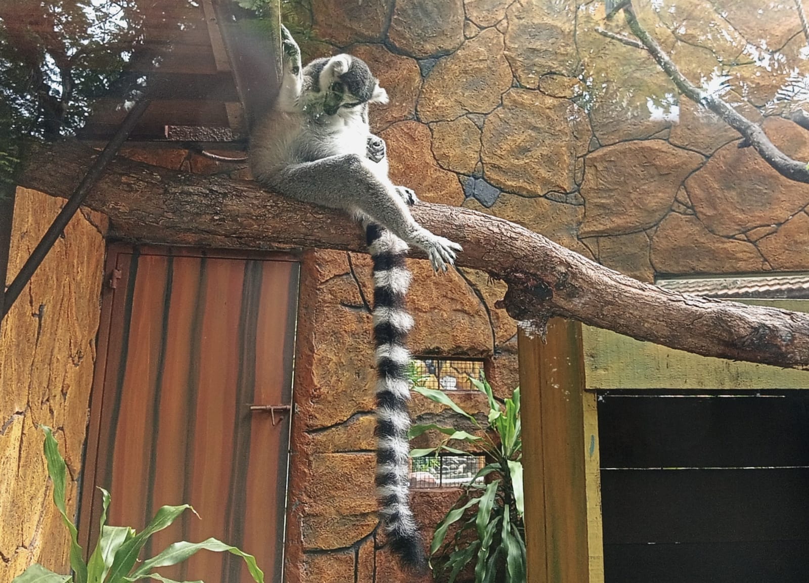 Fakta Unik Lemur, Primata Pemilik 2 Lidah