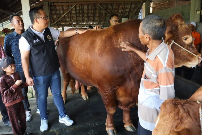 Jelang Iduladha, Presiden Prabowo Beli Sapi Kurban Milik Peternak Gresik