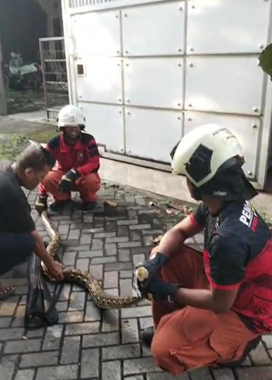 Ular Piton Berukuran Besar Kembali Muncul di Pemukiman, Sudah 5 Kali Terjadi?