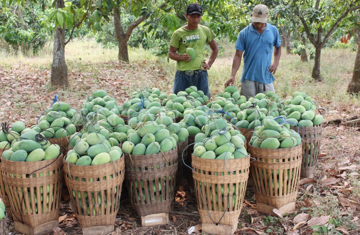 5 Daerah Penghasil Mangga Terbanyak di Jawa Timur