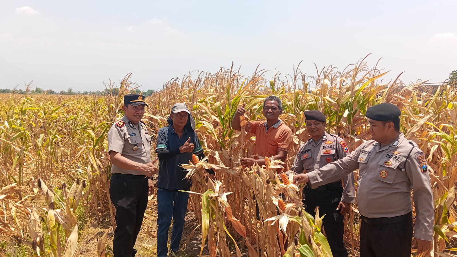 Kapolsek Prambon Cek Perkembangan Tanaman Jagung