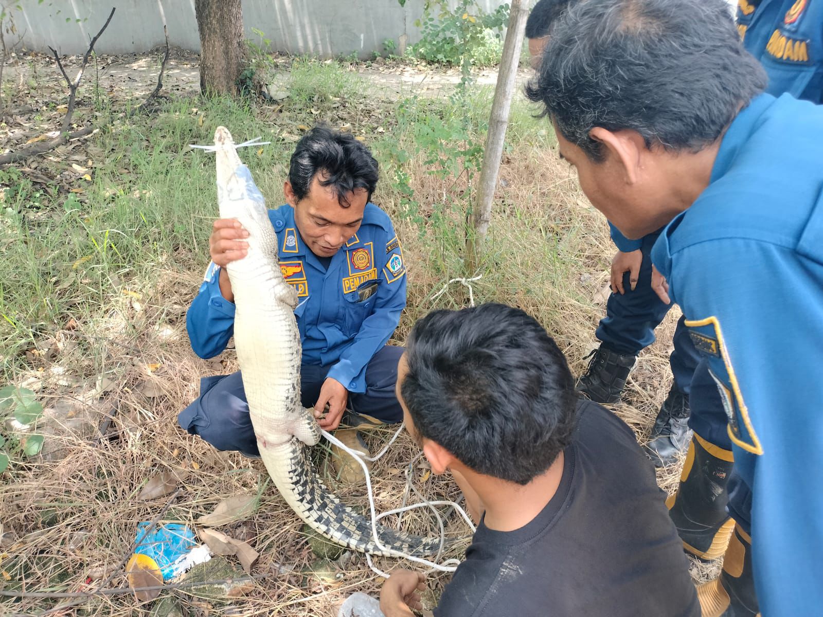 Niat Jebak Biawak, Warga Gresik Malah Dapat Buaya, Berakhir Lapor Damkar